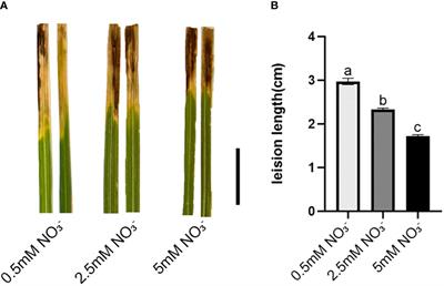 Transcriptome analysis of differentially expressed genes in rice seedling leaves under different nitrate treatments on resistance to bacterial leaf blight